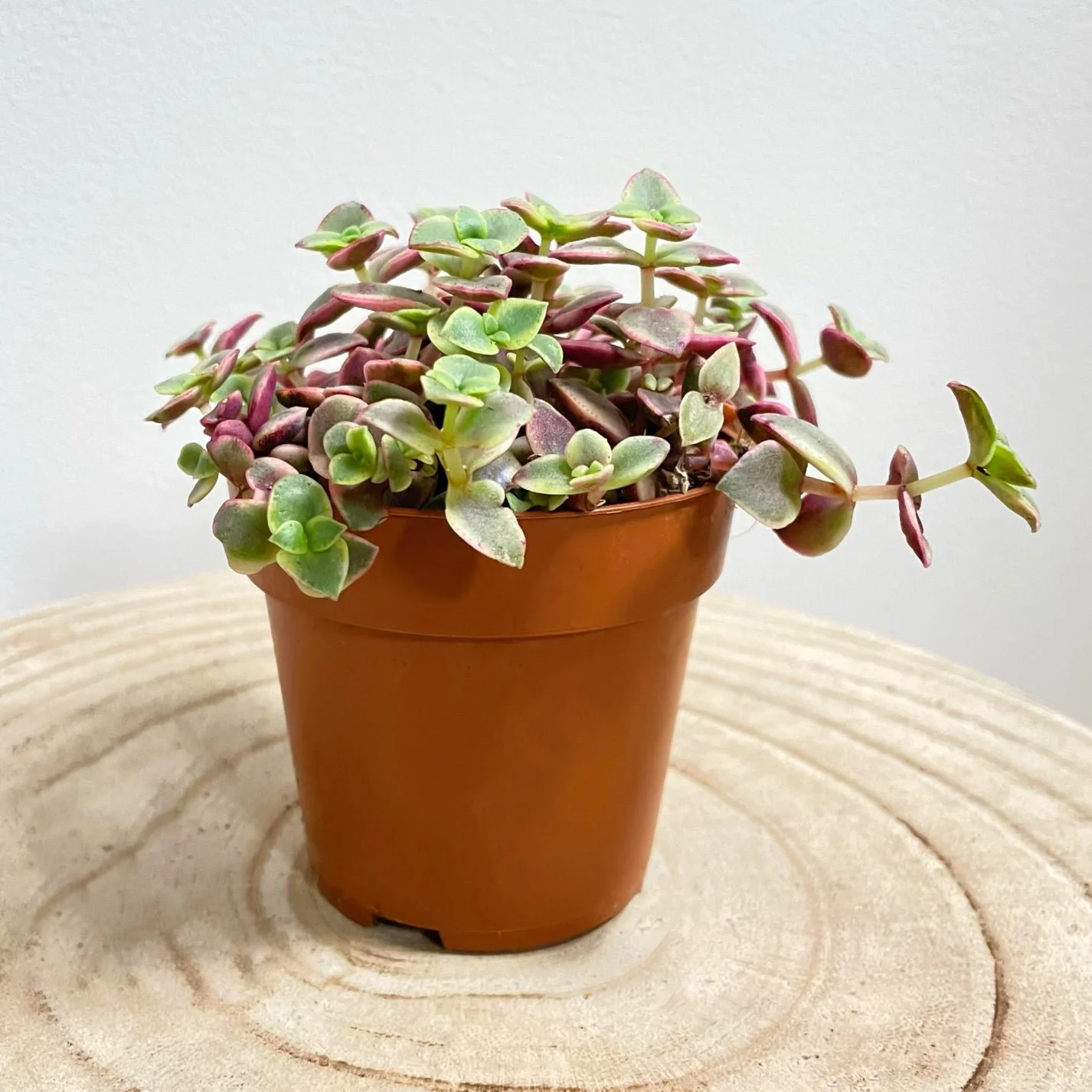 Calico Kitten Crassula - Crassula pellucida subsp. marginalis f. rubra