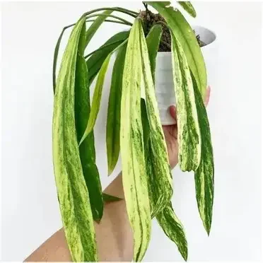 Anthurium Vittarifolium Variegated