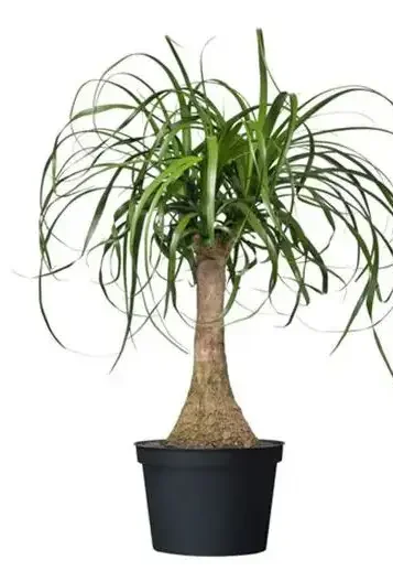 recurvata Ponytail Palm
