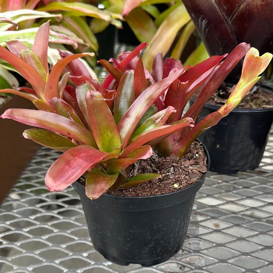 Fireball Bromeliad - Neoregelia Fireball