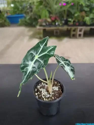 Venom Alocasia