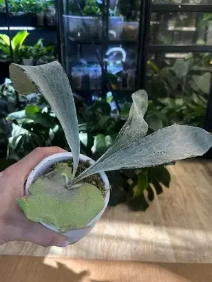 OMO White Staghorn Fern