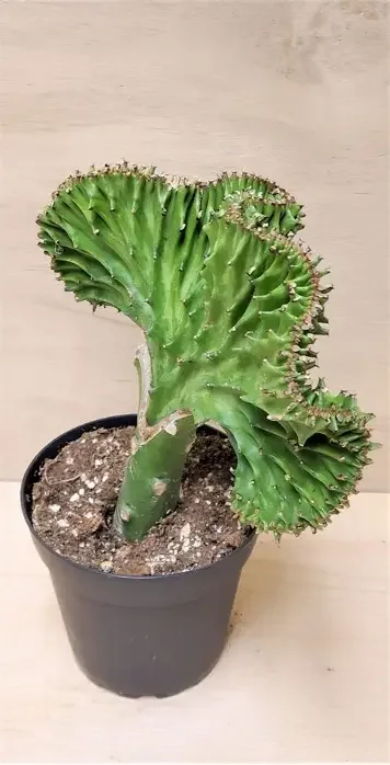 Crested Mermaid Tail Succulent Euphorbia
