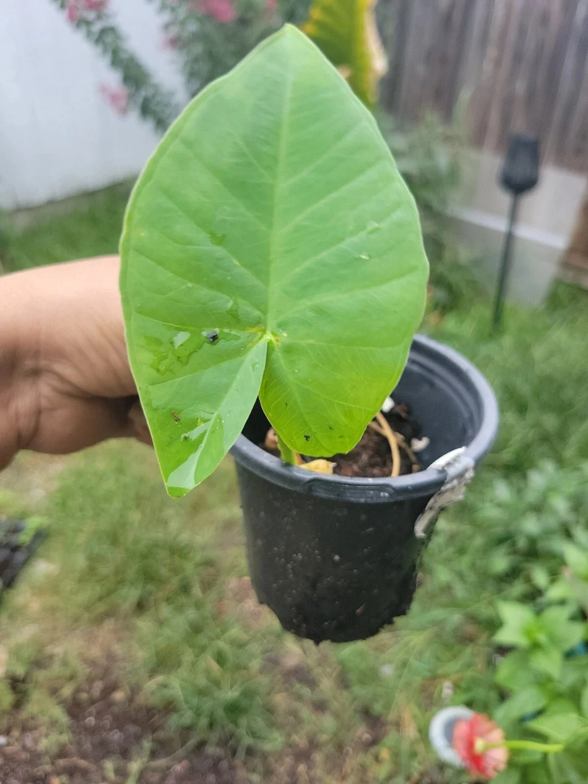 Thailand Giant Elephant Ear.jpg