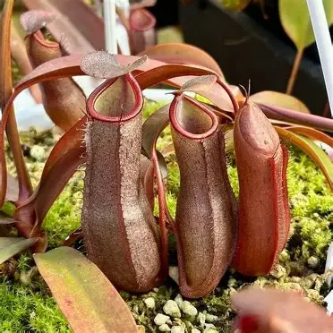 Rebecca Soper Tropical Pitcher Plant