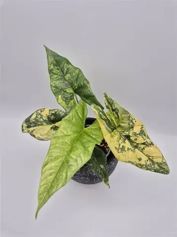 Simpo Aurea Alocasia