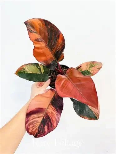 Black Cardinal Variegated Philodendron