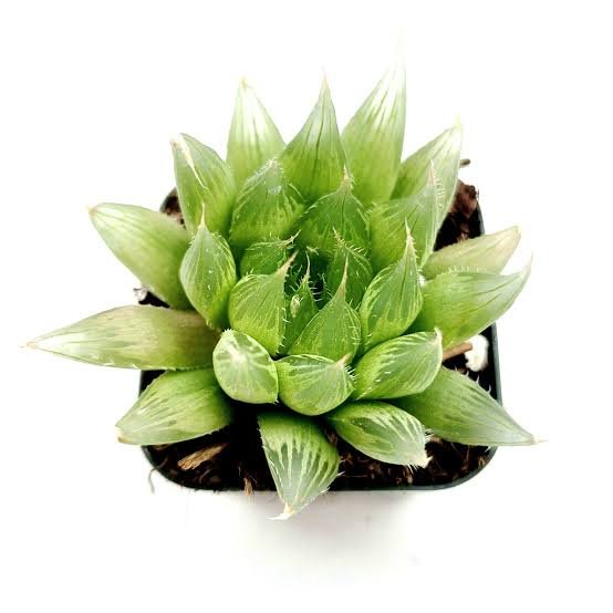 var cymbiformis Star Window Plant