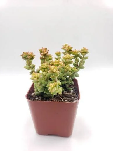 Tom Thumb Jade Plant