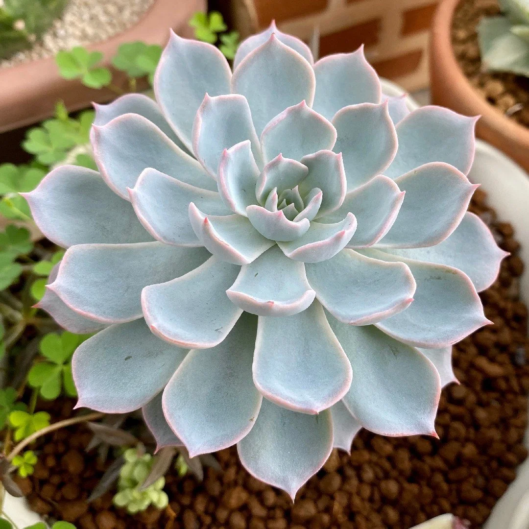 Peacock Echeveria.jpg
