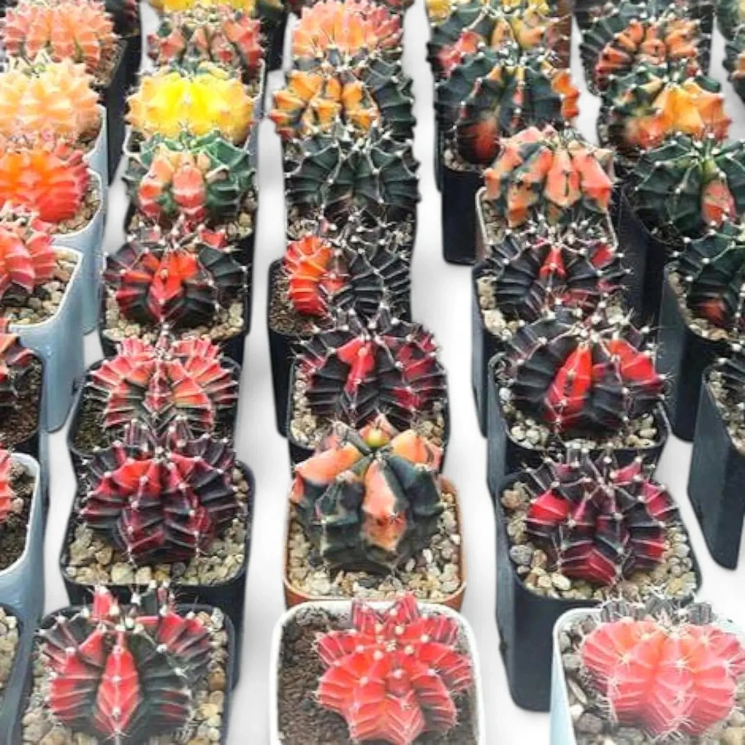 Variegated Moon Cactus.jpg
