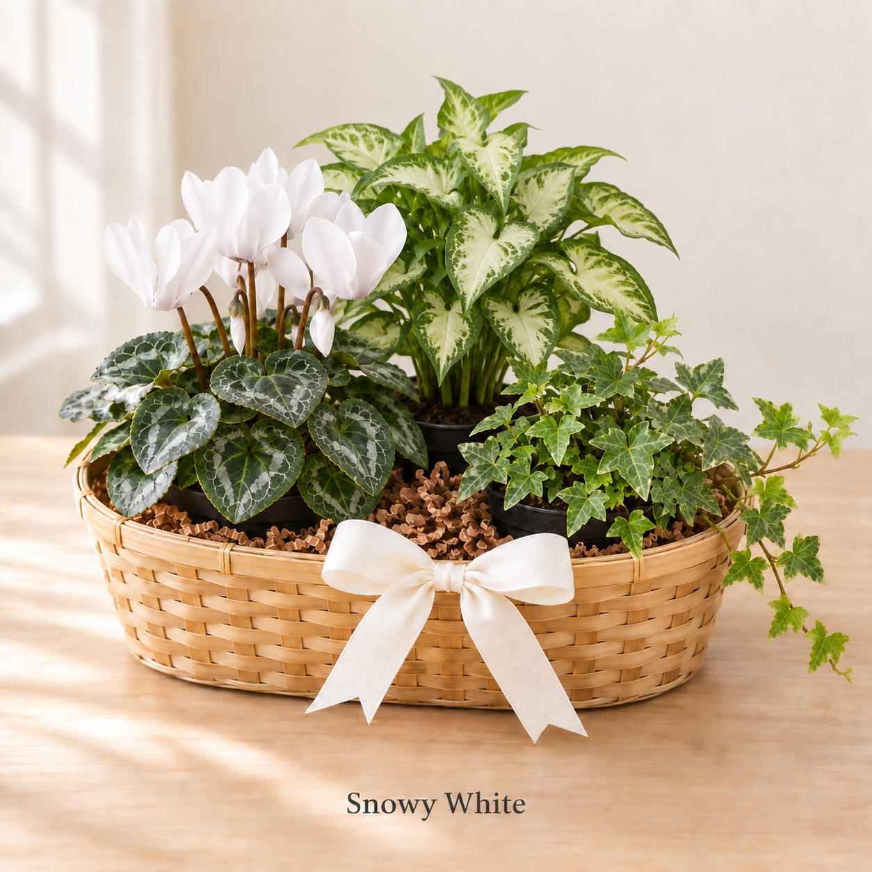 Snowy White - 3 Plants.png