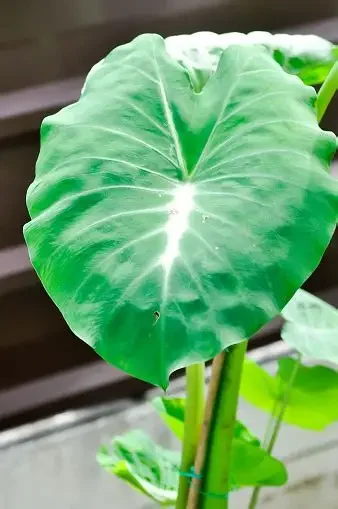 Milky Way Colocasia