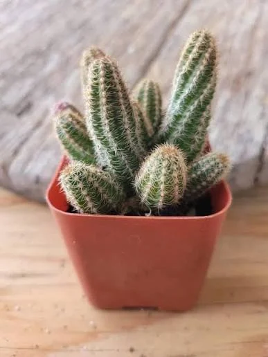 chamaecereus Peanut Cactus