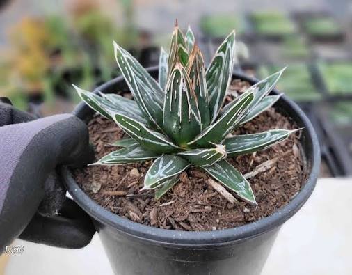 Big Agave victoriae reginae