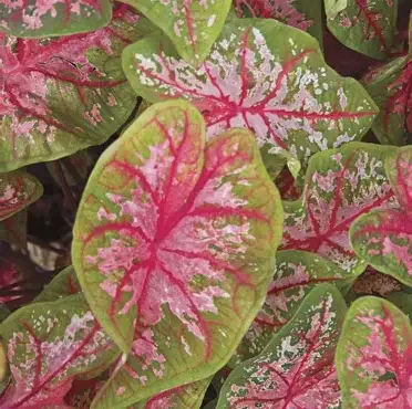 Peri Caladium