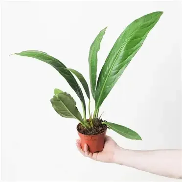 Big Bill Anthurium