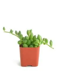 String of Watermelons