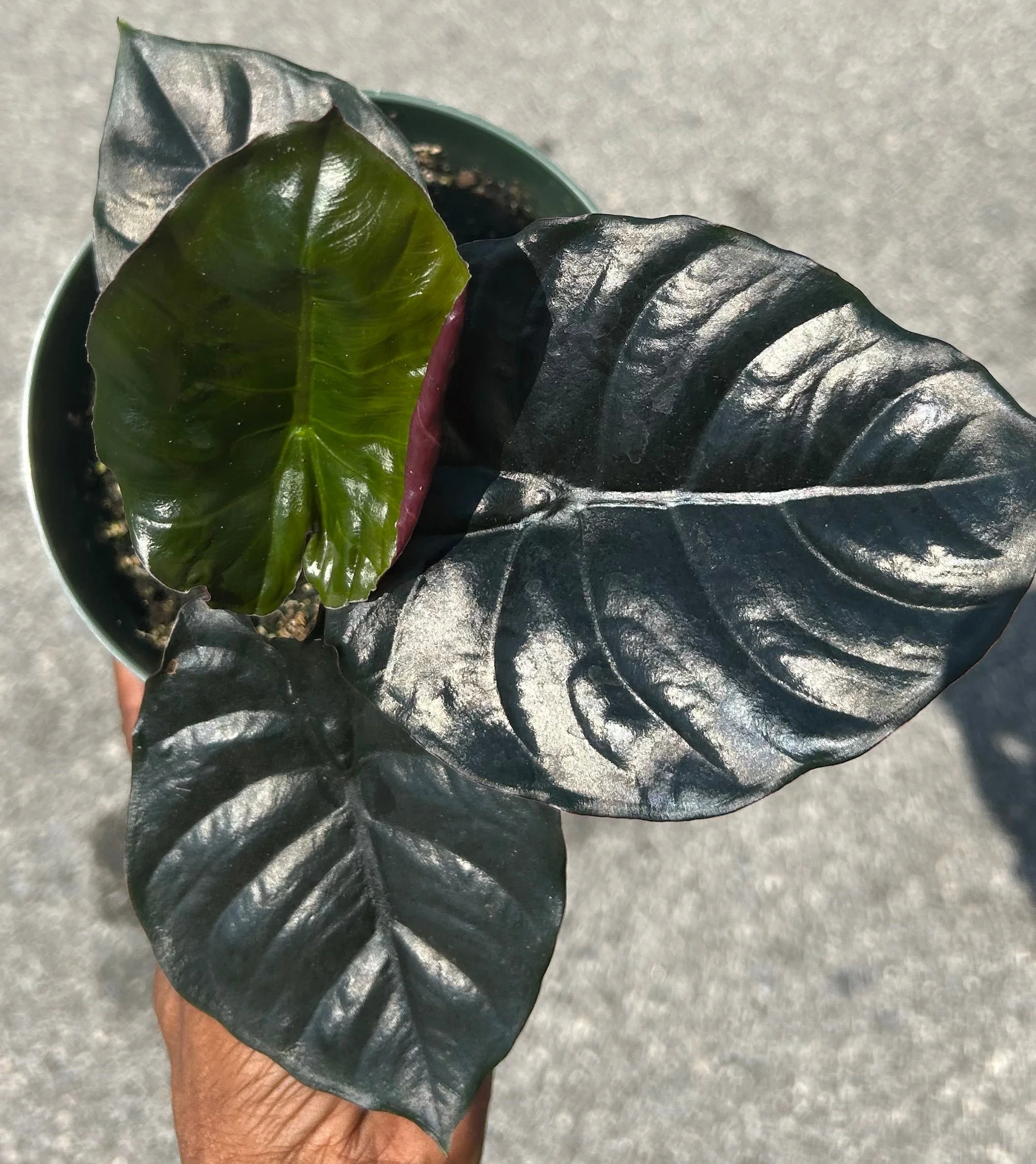 Infernalis Alocasia