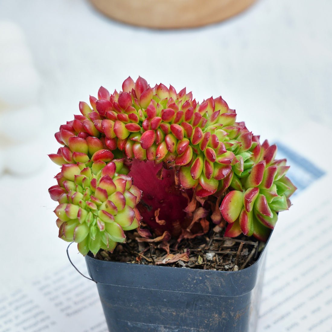 Crested Letizia - ×Sedeveria Letizia f. cristata