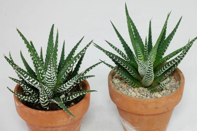 Zebra Haworthia Haworthia