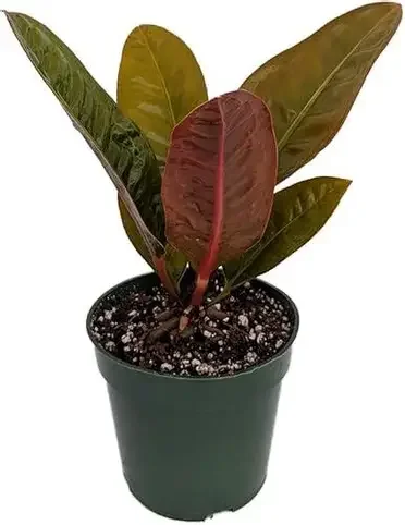 Bird s Nest Anthurium