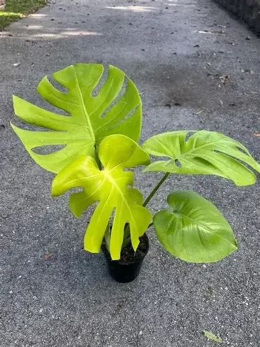 Lime LY Monstera