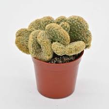 Cristata Brain Cactus