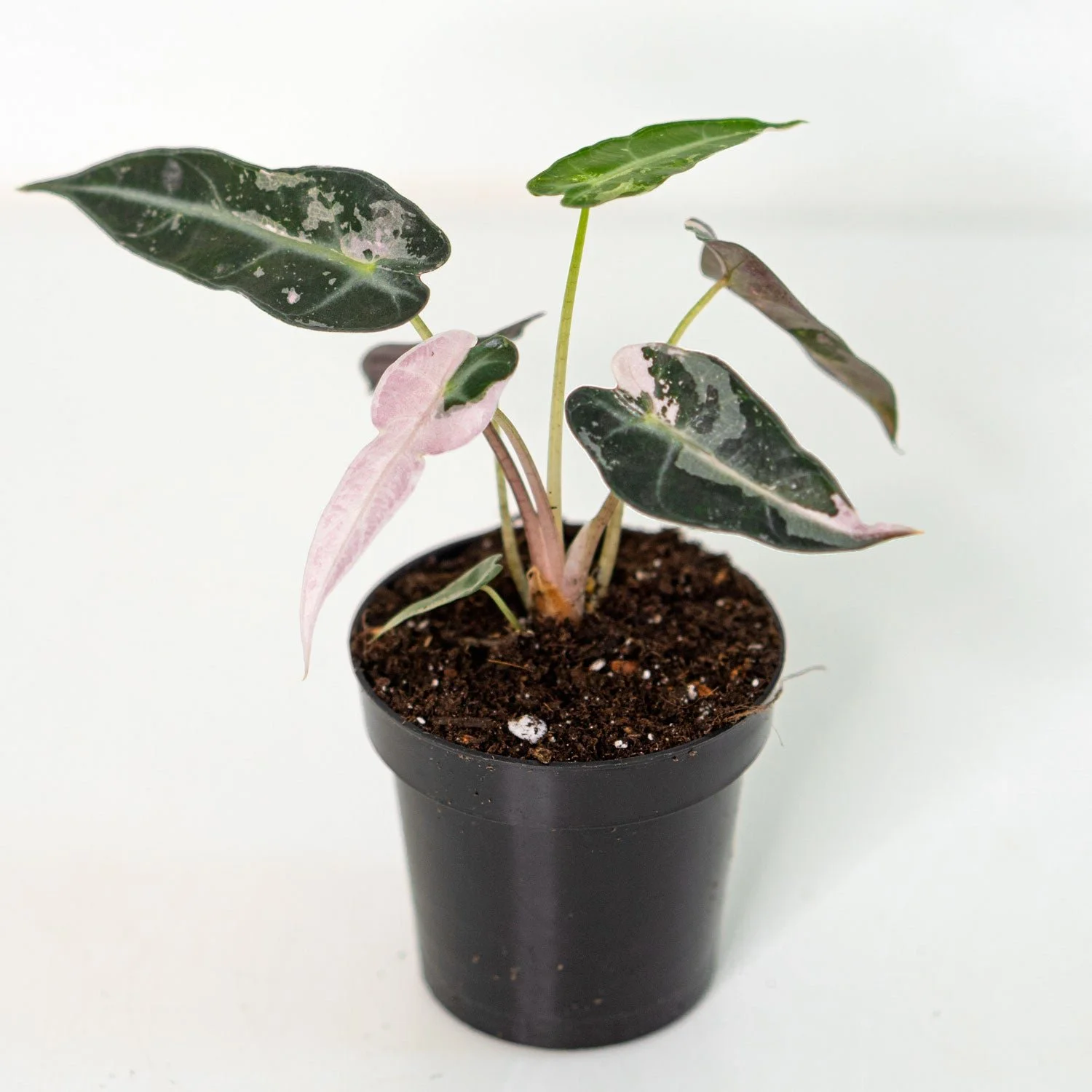 Bambino Pink variegated Alocasia