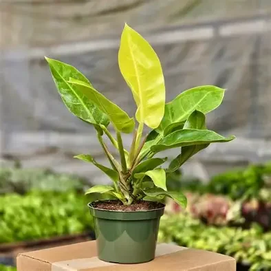 Moonlight Philodendron