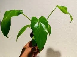 Giant Philodendron