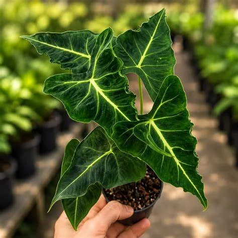 Frydek Tattoo Emerald Tide Alocasia