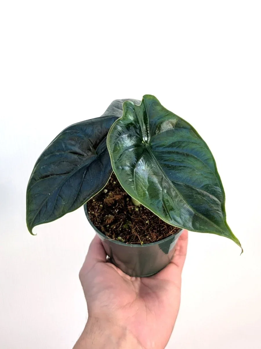 Green Unicorn Alocasia