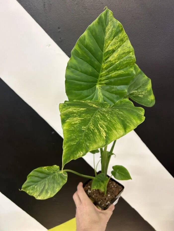 Gageana Aurea Variegated Alocasia