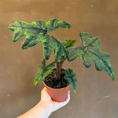 Jacklyn Alocasia