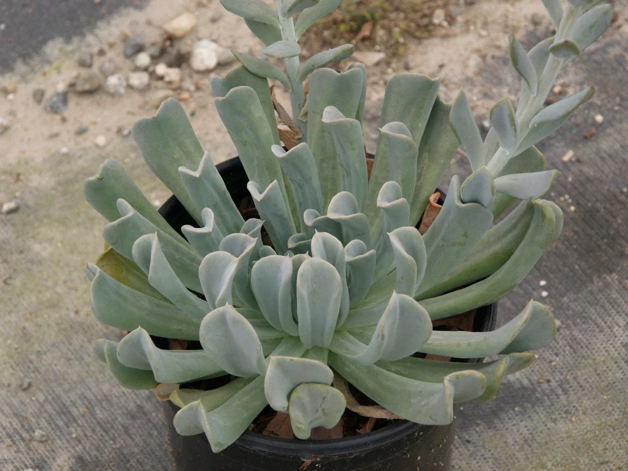 Topsy Turvy Echeveria.webp