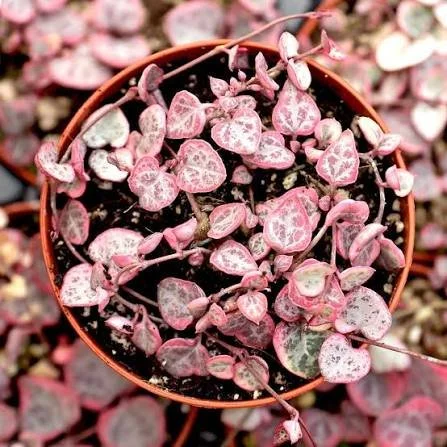 String of Hearts