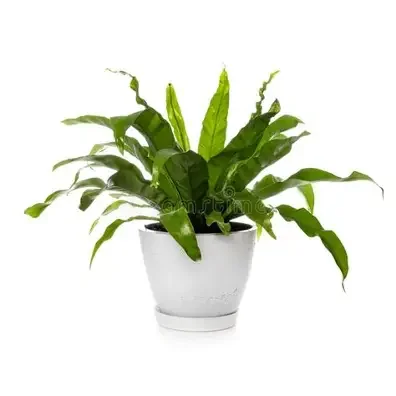 Birds Nest Fern