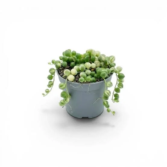 Variegatus Variegated String of Pearls