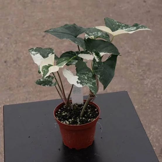 Albo Variegated Arrowhead Plant
