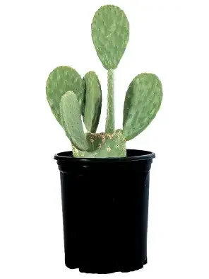 Spineless Prickly Pear Cactus