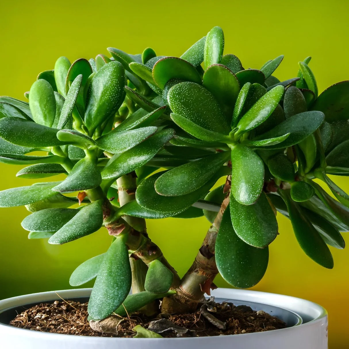 Jade Plant - Crassula ovata