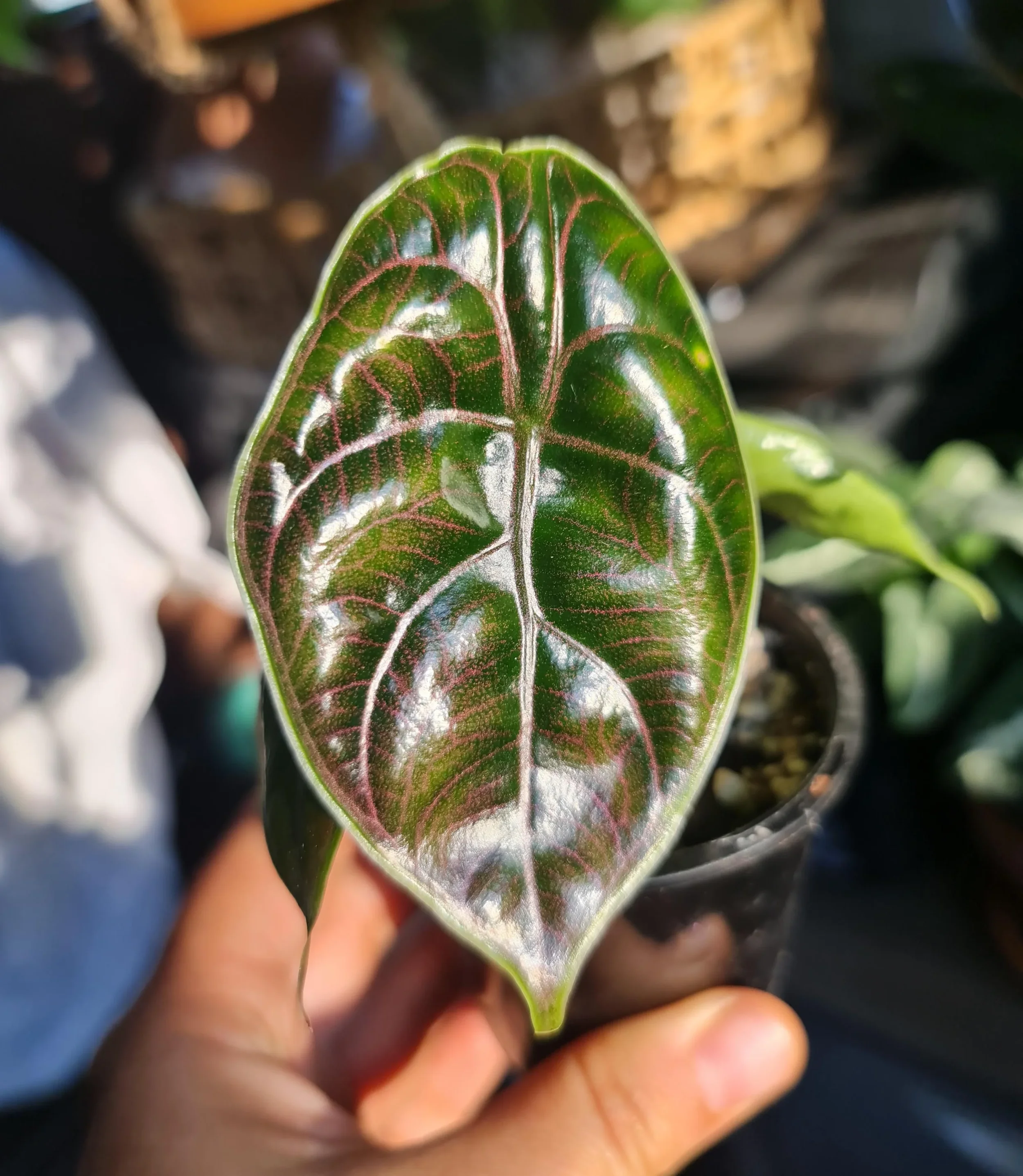 Azlanii Alocasia