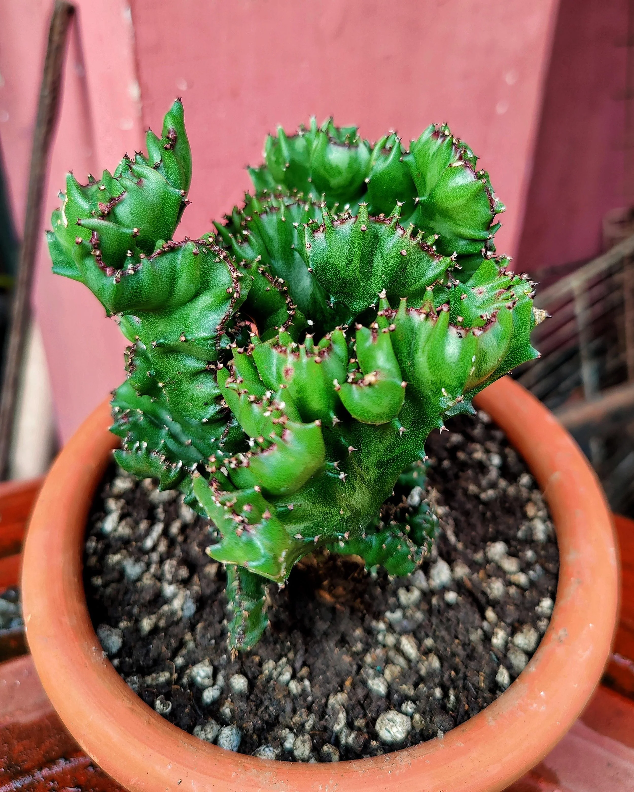 Crested Euphorbia - Euphorbia lactea f. cristata