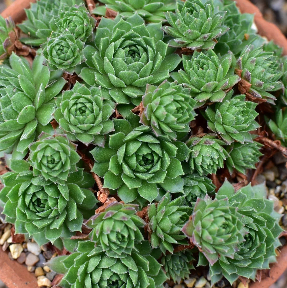 Hens and Chicks.jpg