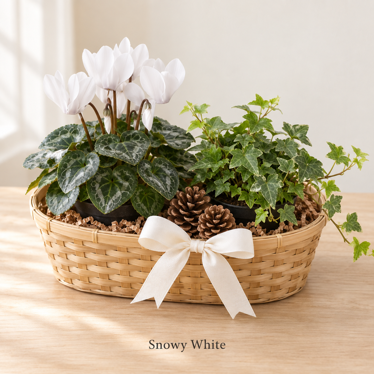 Snowy White - 2 Plants.png