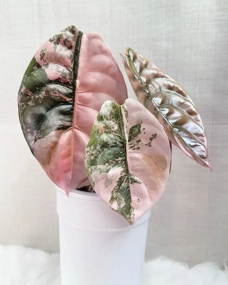 Alocasia cuprea Pink Variegated