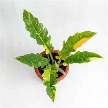 Ring of Fire Variegated Philodendron
