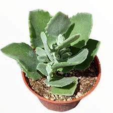 Millot Kalanchoe Kalanchoe