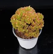 Candy Crested Echeveria